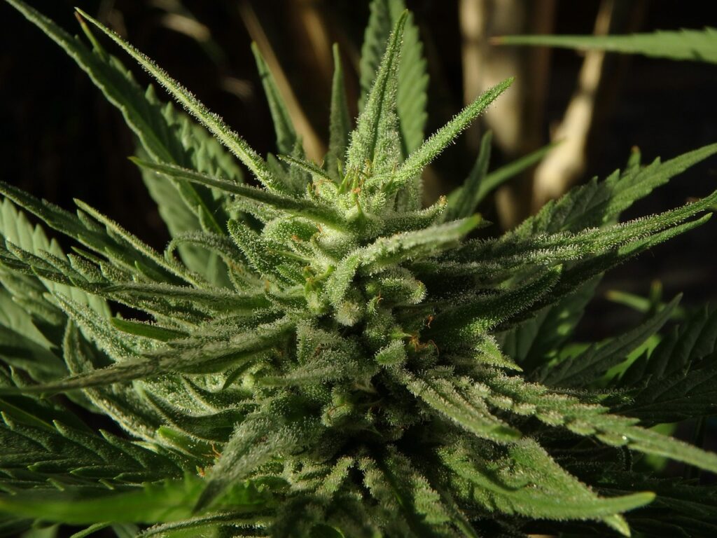 cannabis, flower wallpaper, flower-2677505.jpg